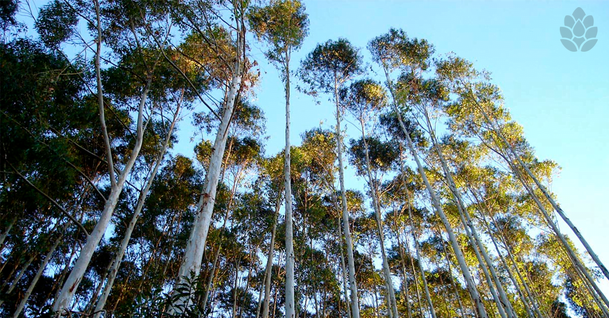 Florpinus-Blog-Junho3