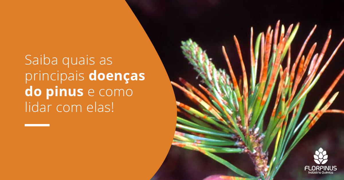 Florpinus-Post-dezembro1