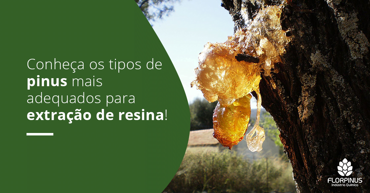 Florpinus-Post-dezembro2