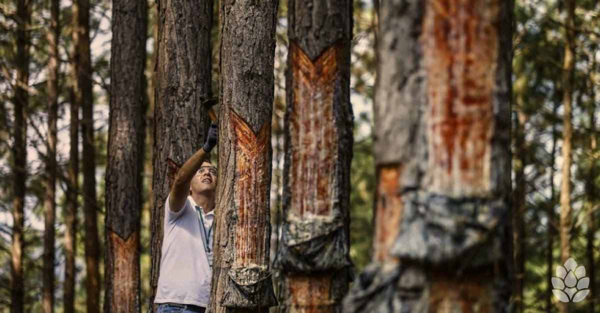 capa_2_blog-julho-florpinus
